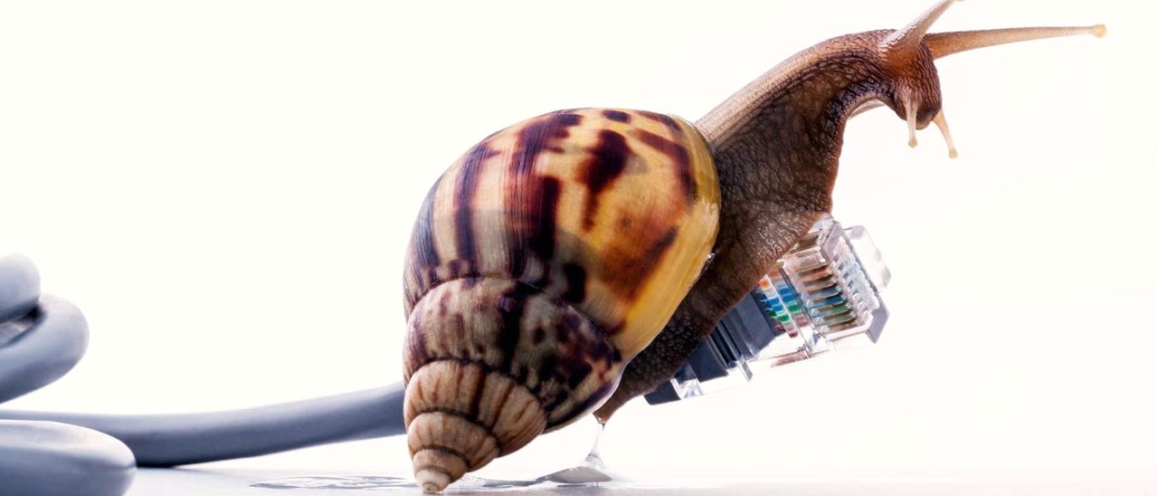 Eine Schnecke kriecht über ein Netzwerkkabel